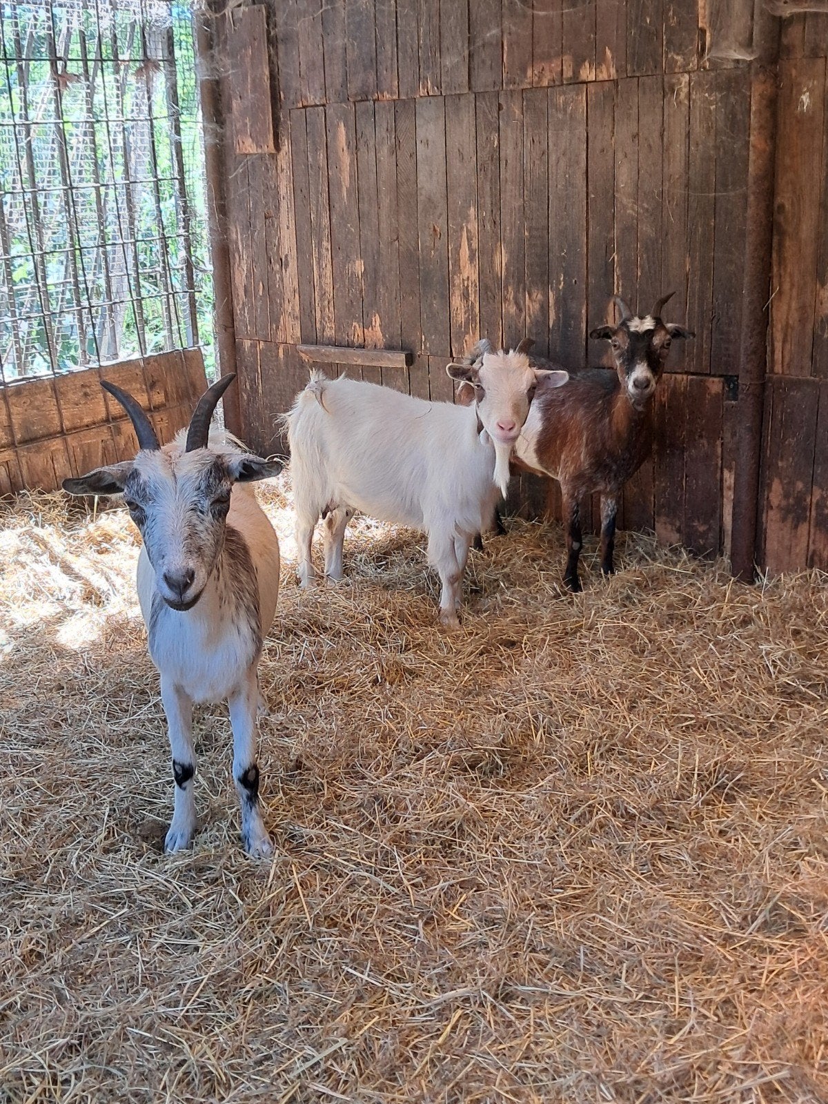 Dwerggeitjes miekes, Animaux & Accessoires, Moutons, Chèvres & Cochons