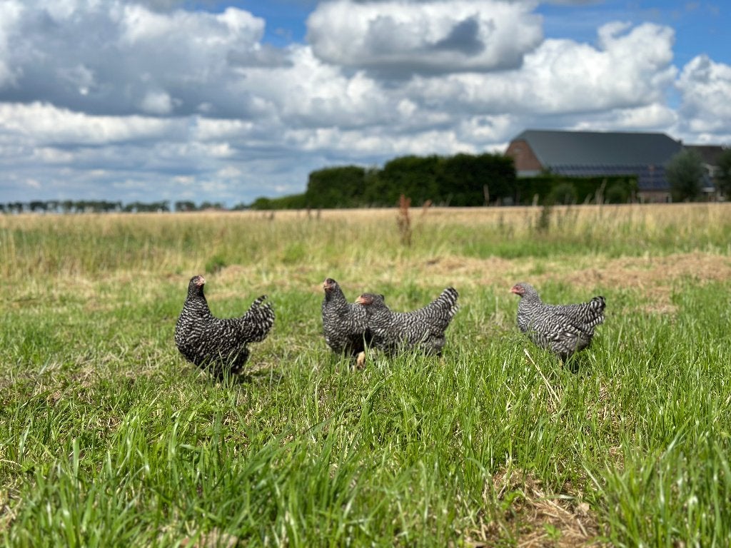 Jonge tamme Amrock kippen gesekst en ingeënt