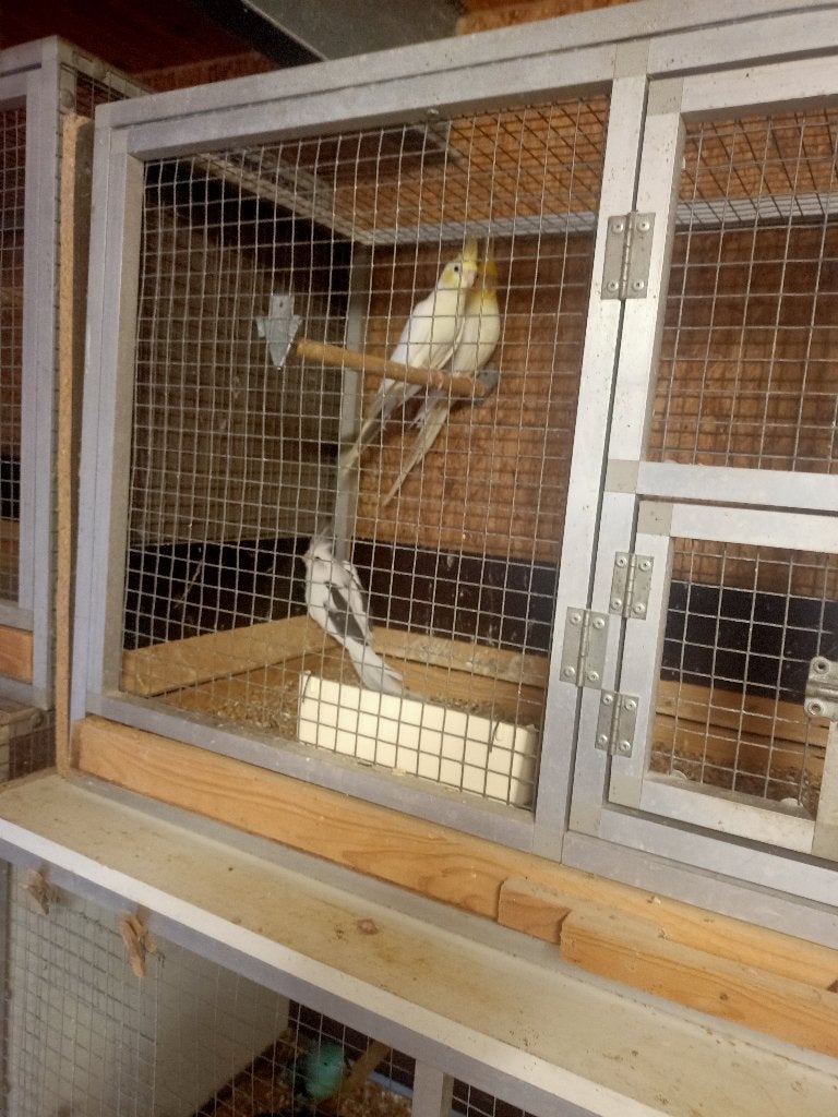 1 half tam valkparkietje, Dieren en Toebehoren, Tam