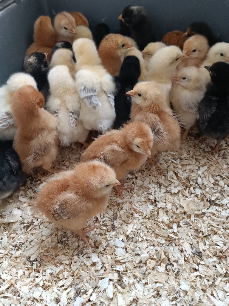 poussins a commander 7 rasses traditionelle pour 22 septembr, Femelle, Poule ou poulet