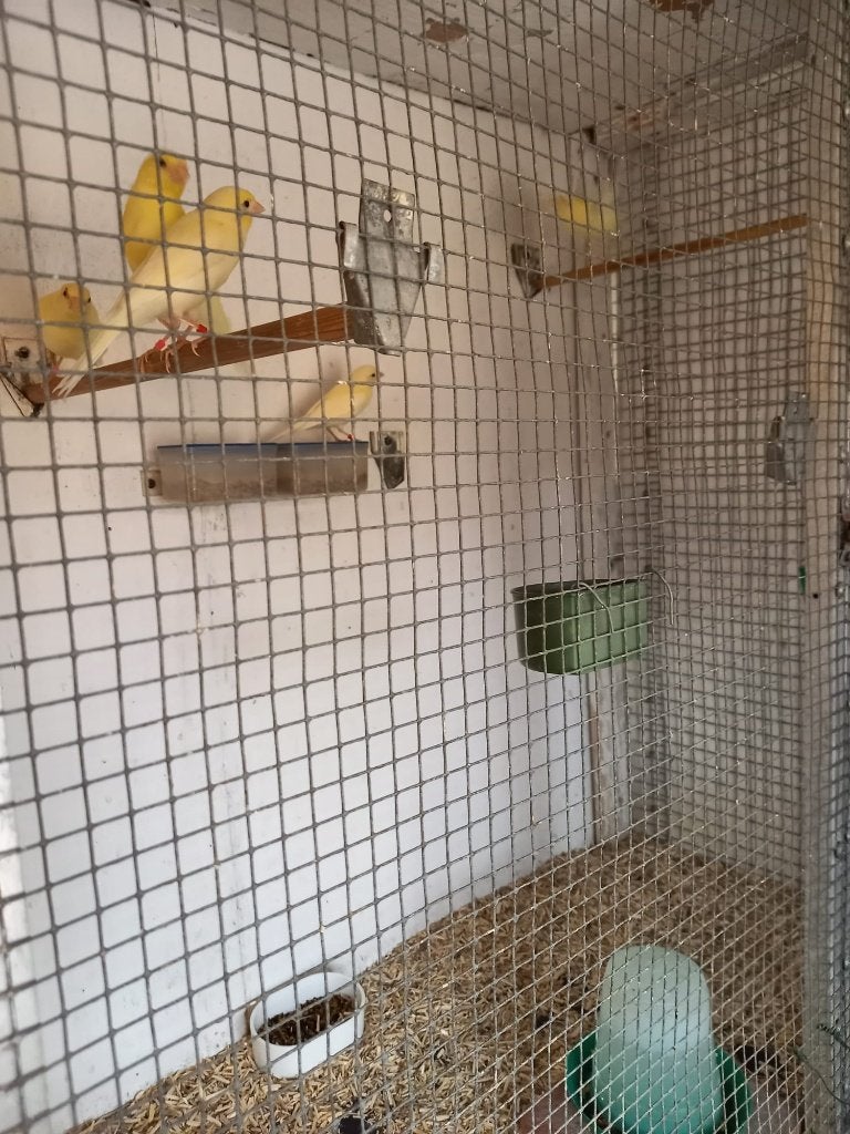 10 gele, 2 witte en 2 bonte kanaries, Dieren en Toebehoren