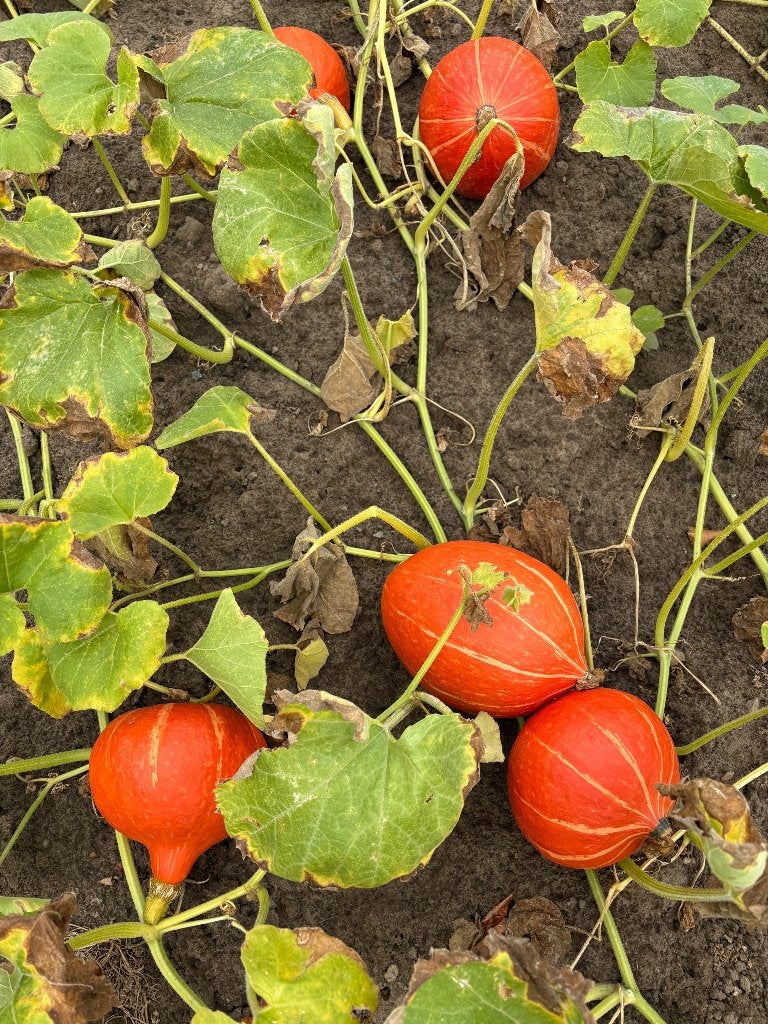 Pompoenen 0,5 EUR/kg, Diversen, Levensmiddelen, Ophalen