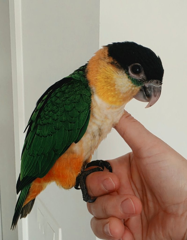 Superlieve, tamme en jonge Zwartkop Caique, Dieren en Toebehoren, Papegaai, Tam
