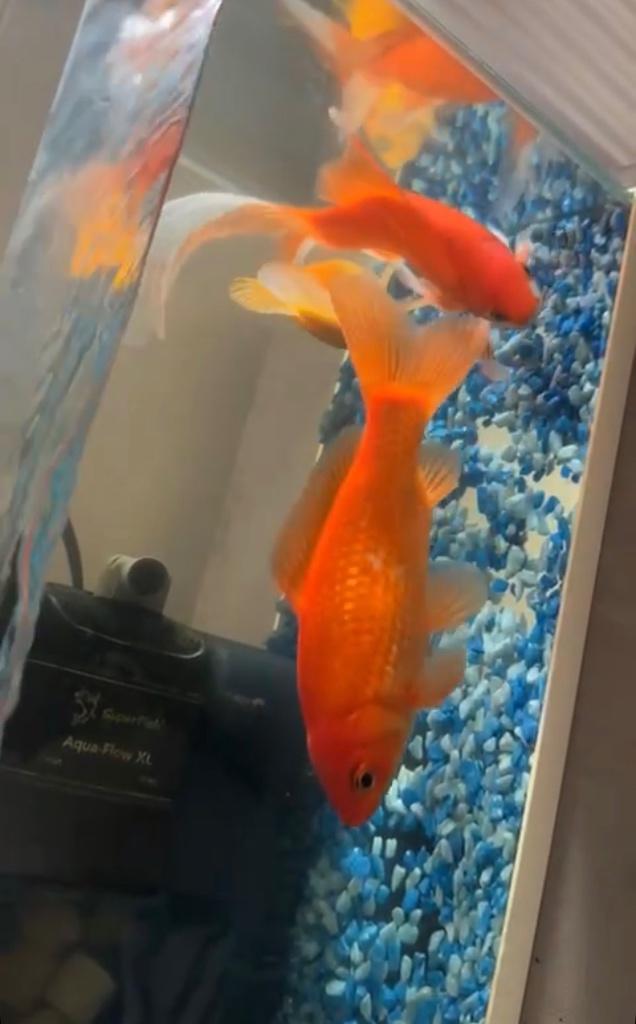 Pêche à l'or, Poisson, Poisson d'eau douce