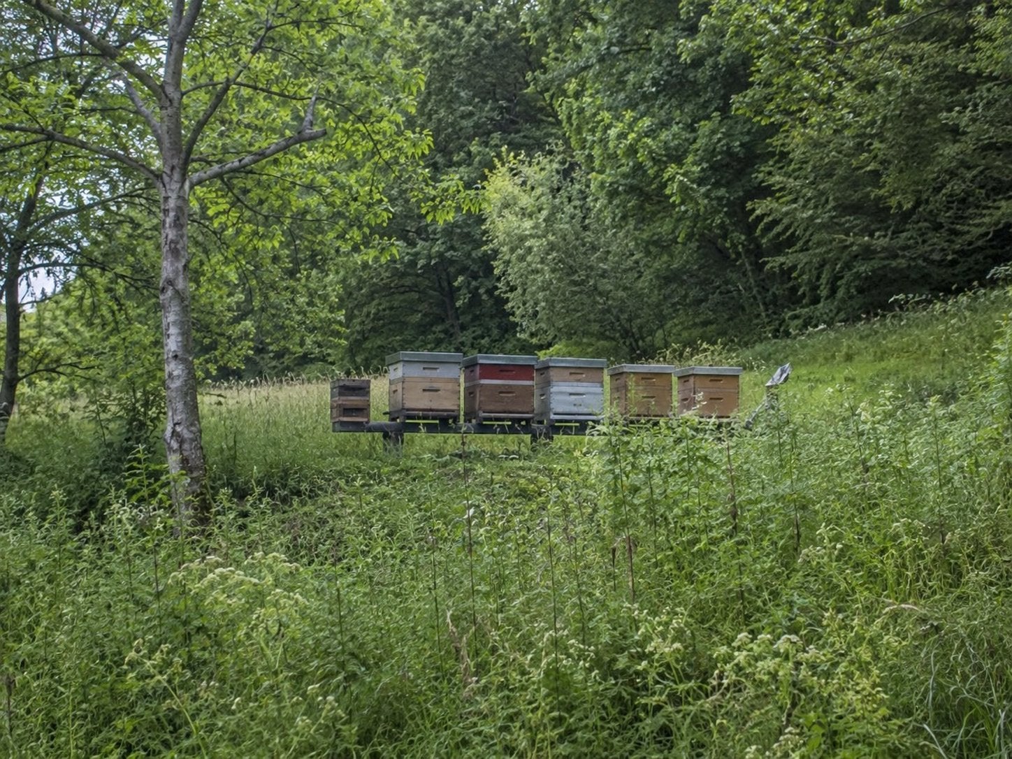 Gezocht: Gepassioneerde imker voor een unieke samenwerking, Animaux & Accessoires, Insectes & Araignées