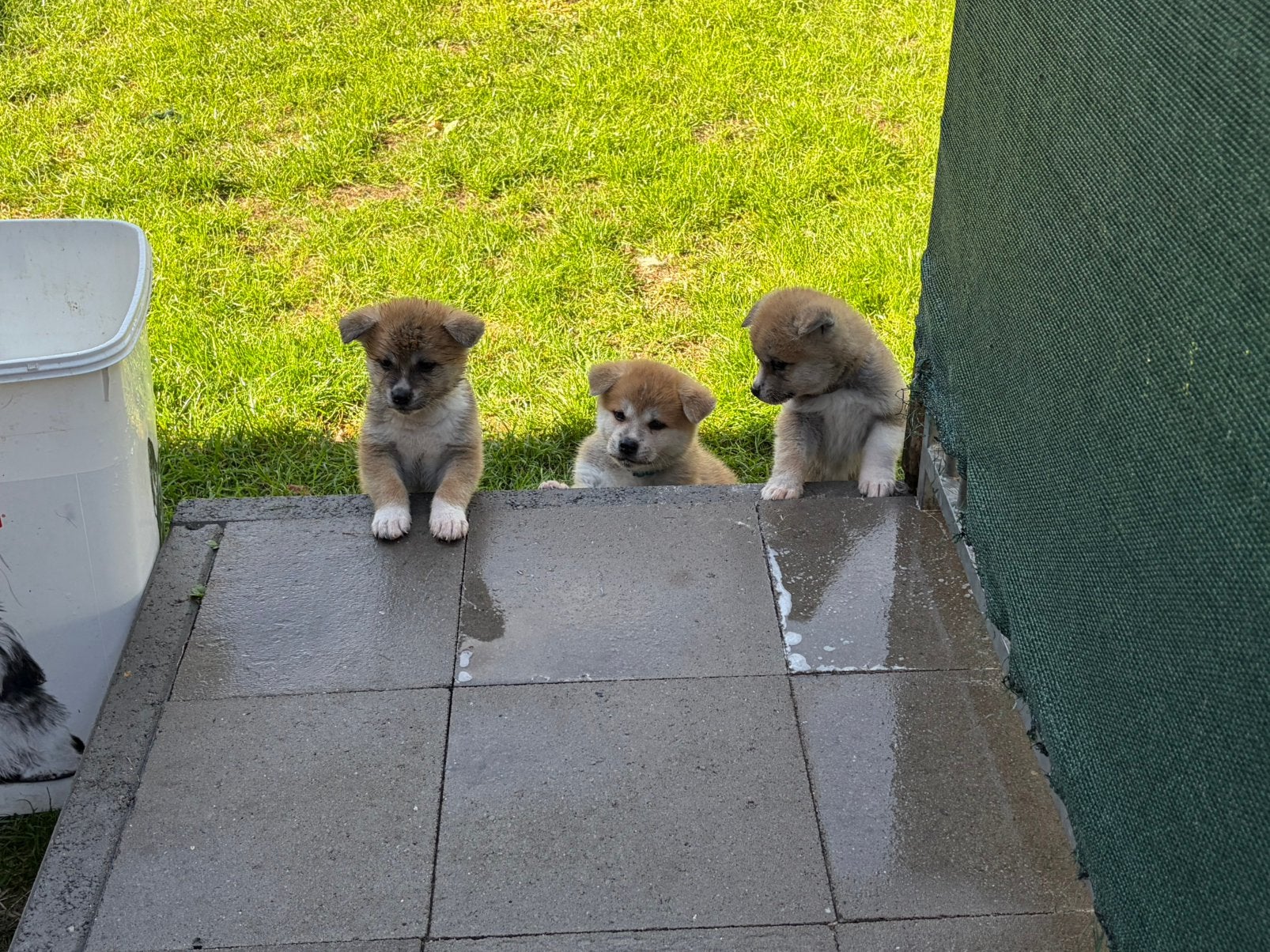 Akita, Maladie de Carré (chiens), Autres races, 8 à 15 semaines, Plusieurs