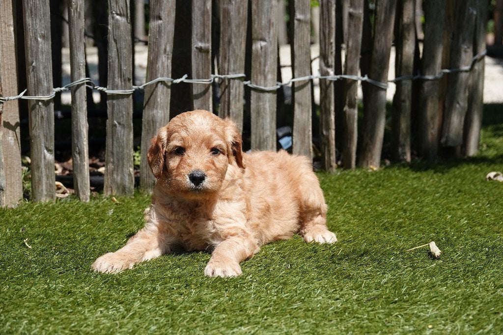 Prachtige Goldendoodle pups (Abrikoos), Parvo, België, Overige rassen, 8 tot 15 weken