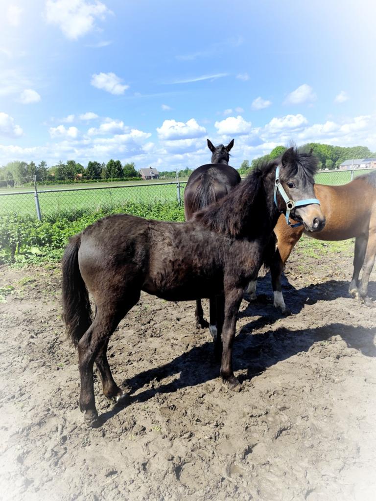 Mega schattige en lieve appaloosa C pony !, Dieren en Toebehoren, Merrie, Springpony, 0 tot 2 jaar, C pony (1.27m tot 1.37m)