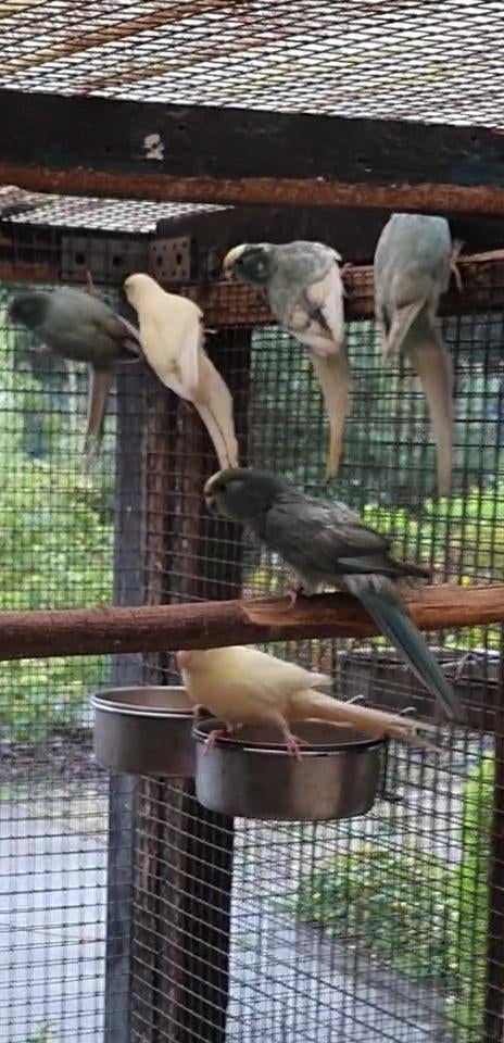 Jonge kakariki, Perruche, Bagué