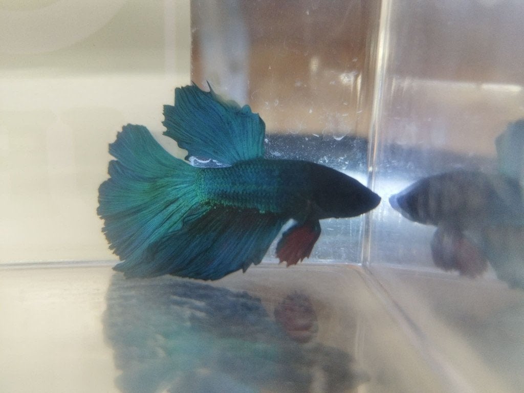 Betta Man Halfmoon, Vis, Zoetwatervis