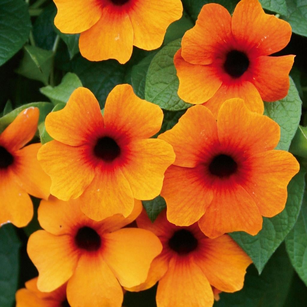 Graines d'orange Thunbergia alata, récolte 2025, Enlèvement ou Envoi, Toute l'année, Graine