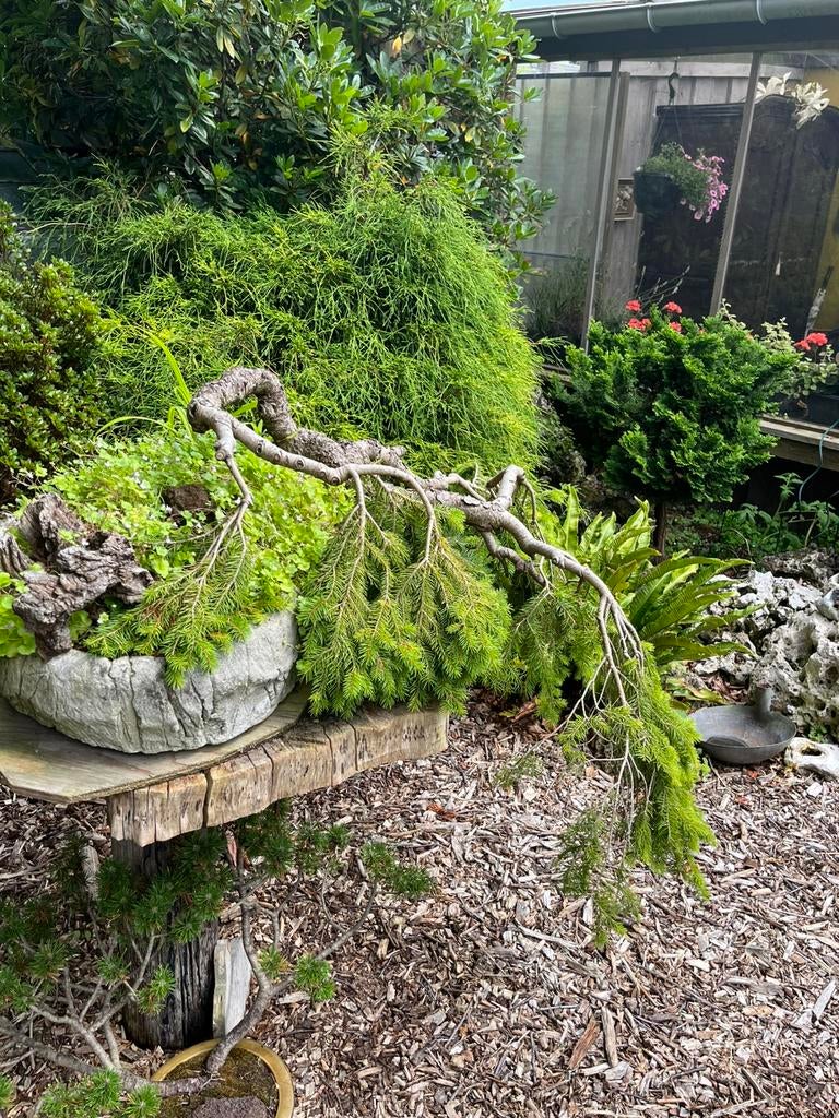 Bonzai,25 jaar oude den in pot, Tuin en Terras, Ophalen, In pot
