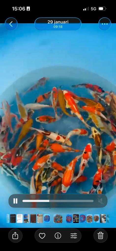 Japanse koi tosai, Dieren en Toebehoren, Vissen | Vijvervissen