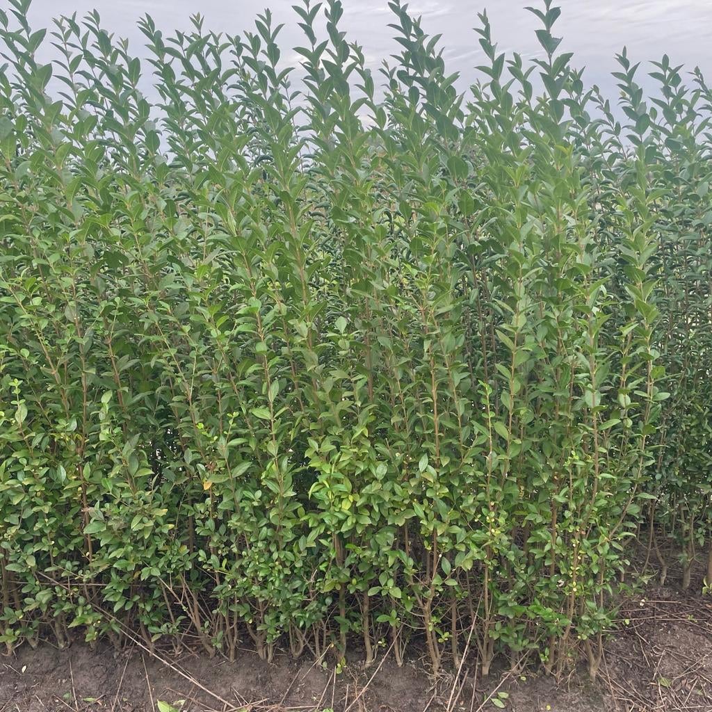 ‼️Ligustrum Ovalifolium aan promoprijzen ‼️, Ophalen