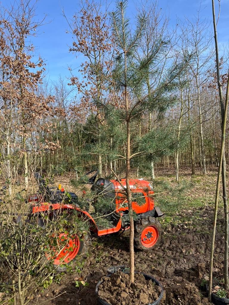 Zwarte den, Tuin en Terras, Planten | Bomen, Ophalen, In pot