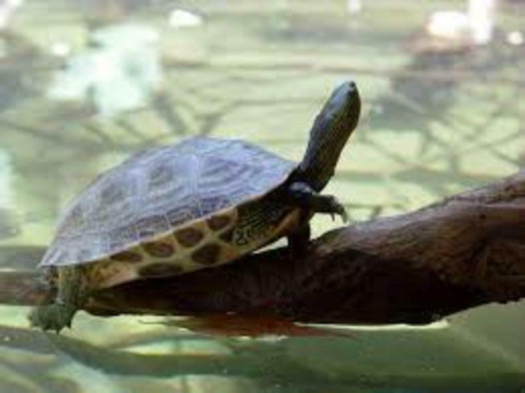 REEVECII EN OCADIA, Dieren en Toebehoren, Reptielen en Amfibieën, Schildpad, 0 tot 2 jaar, Tam