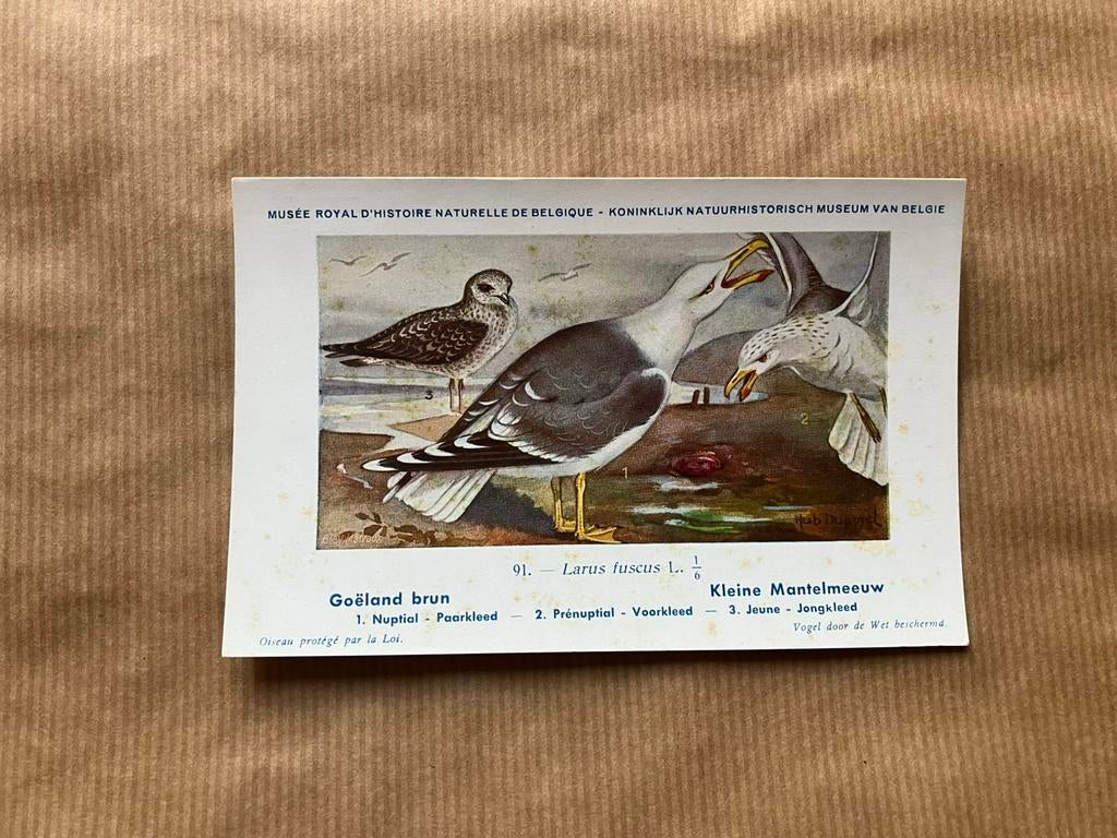 Vogels der Belgische Fauna - Reeks 10, Verzamelen, Postkaarten | Dieren, Ophalen of Verzenden, Voor 1920, Ongelopen, Vogel