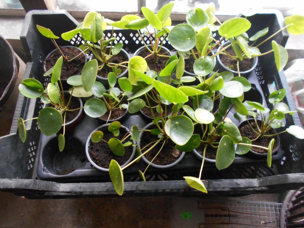 pannenkoekenplanten, Autres espèces, Plein soleil, Plante à fleurs, Moins de 100 cm