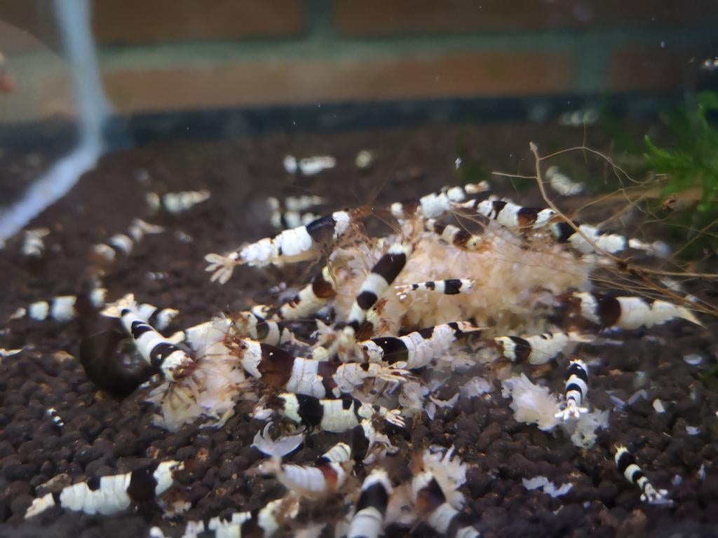 Pure black line (caridina garnalen), Dieren en Toebehoren