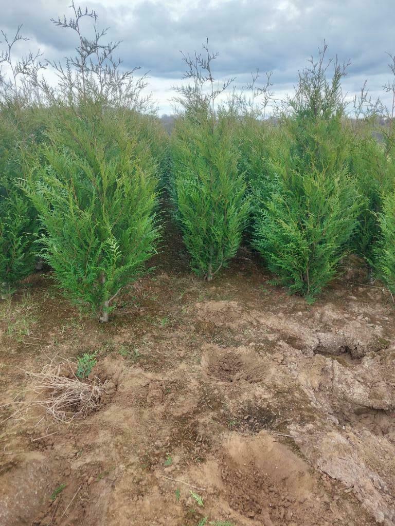 Conifeer/ Spar: Thuja Atrovirens of groene levensboom, Tuin en Terras, Ophalen, Conifeer, Haag, 100 tot 250 cm