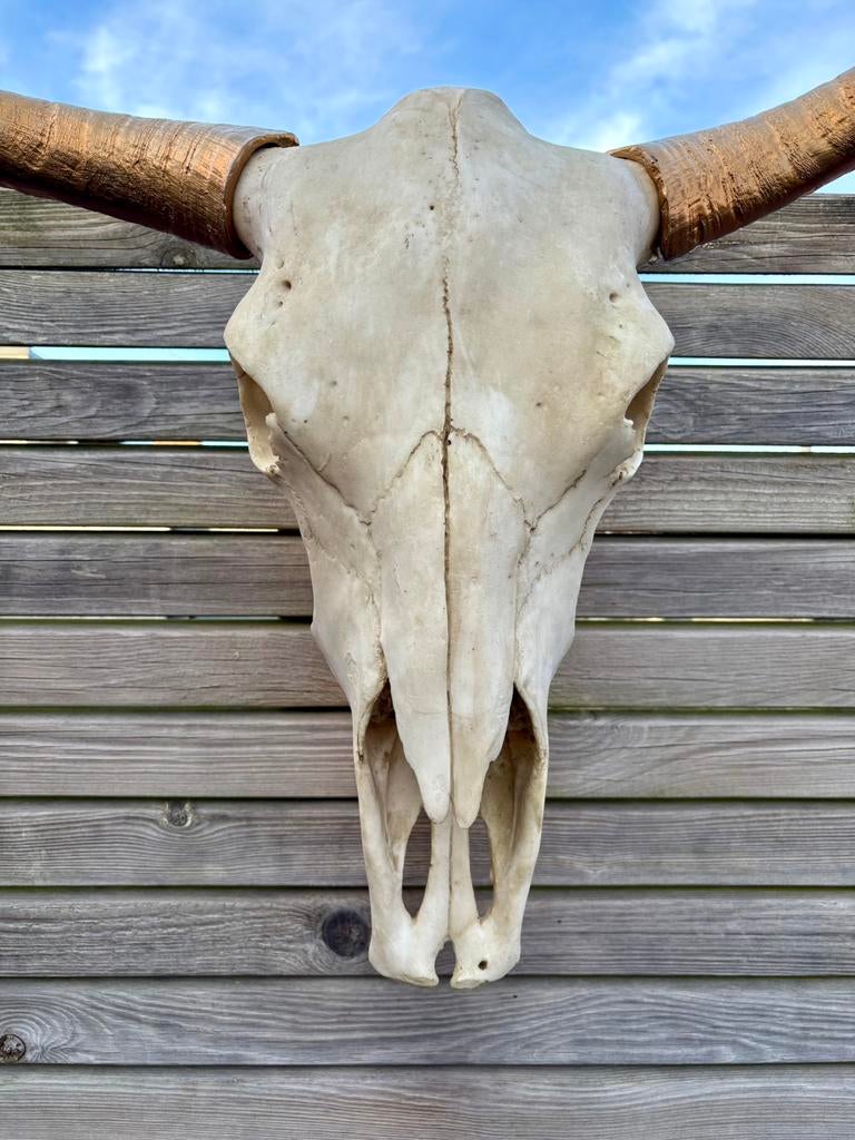 Longhorn schedel XXL, Ophalen, Zo goed als nieuw