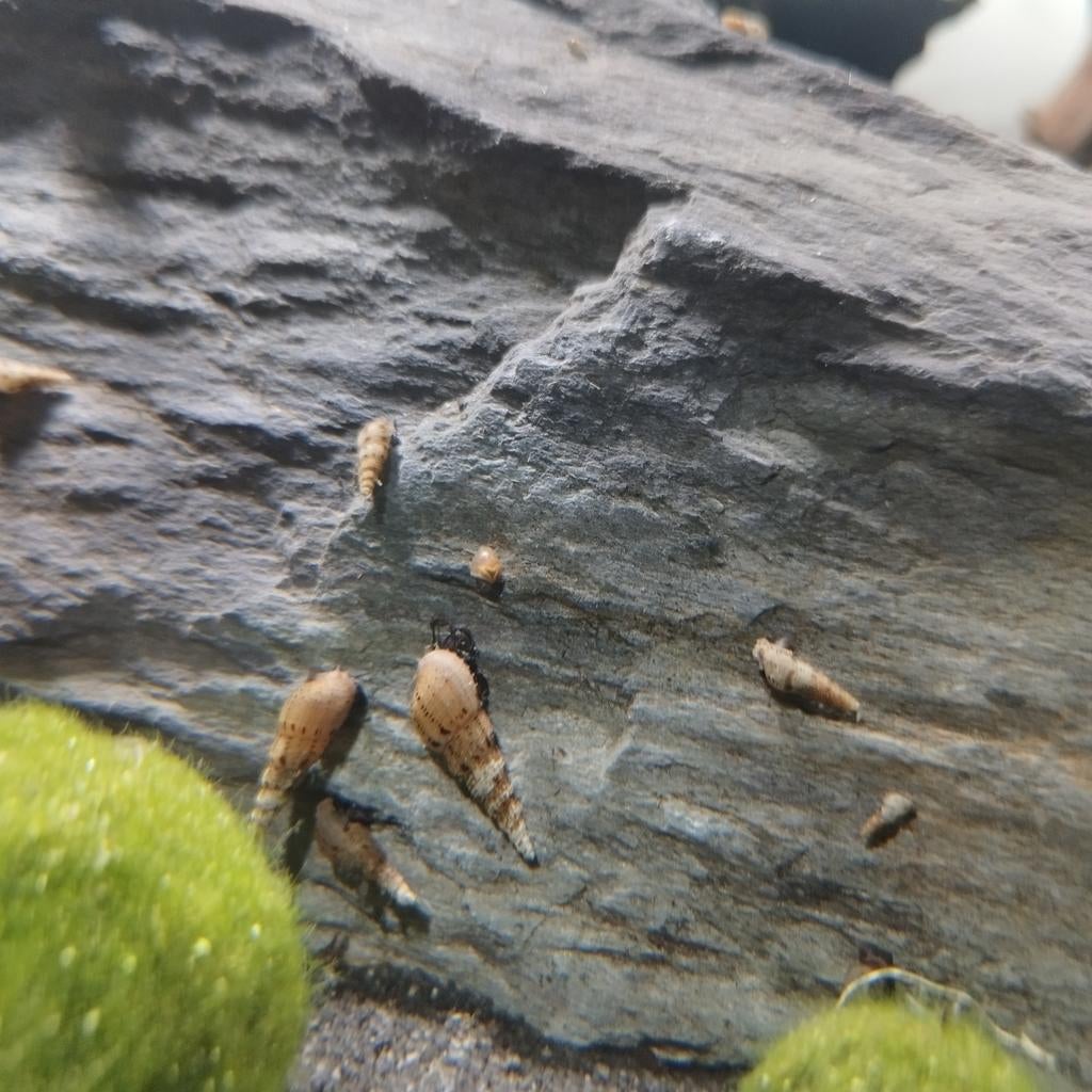 Torenslakken, Dieren en Toebehoren, Vissen | Aquariumvissen