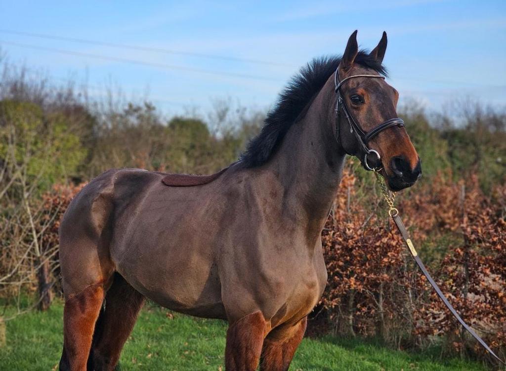5 jarige eventing merrie rechtstreeks van fokker uit Ierland, Dieren en Toebehoren, Paarden, Merrie