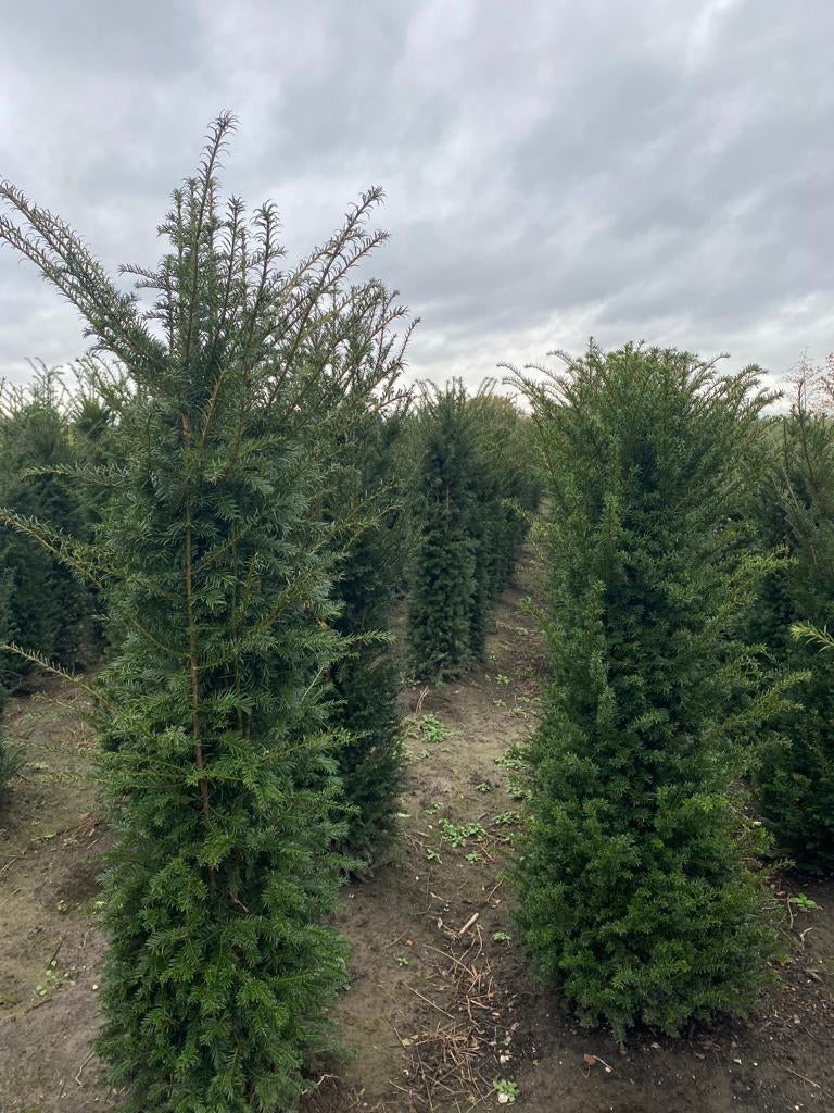 Professioneel gekweekte Taxus baccata 140-160 Oisterwijk, Tuin en Terras, Planten | Struiken en Hagen, Ophalen of Verzenden, Taxus