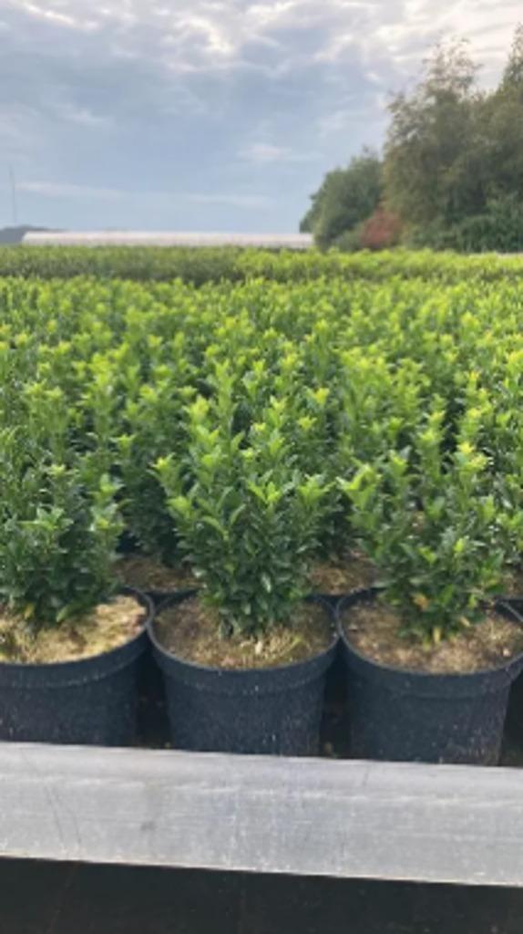 Euonymus japonicus 'Green Spire', Hagen en sierheesters, Tuin en Terras, Planten | Tuinplanten, Ophalen