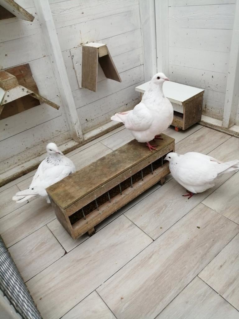 Pigeon texan reproducteur