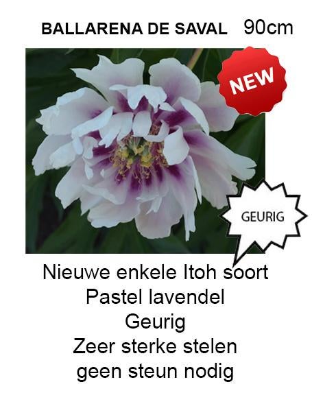 ITOH Pioenen, Tuin en Terras, Planten | Tuinplanten, Vaste plant, Overige soorten, Volle zon, Zomer, Ophalen of Verzenden