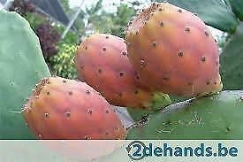 Opuntia ficus indica (vijgcactus), Jardin & Terrasse, Enlèvement