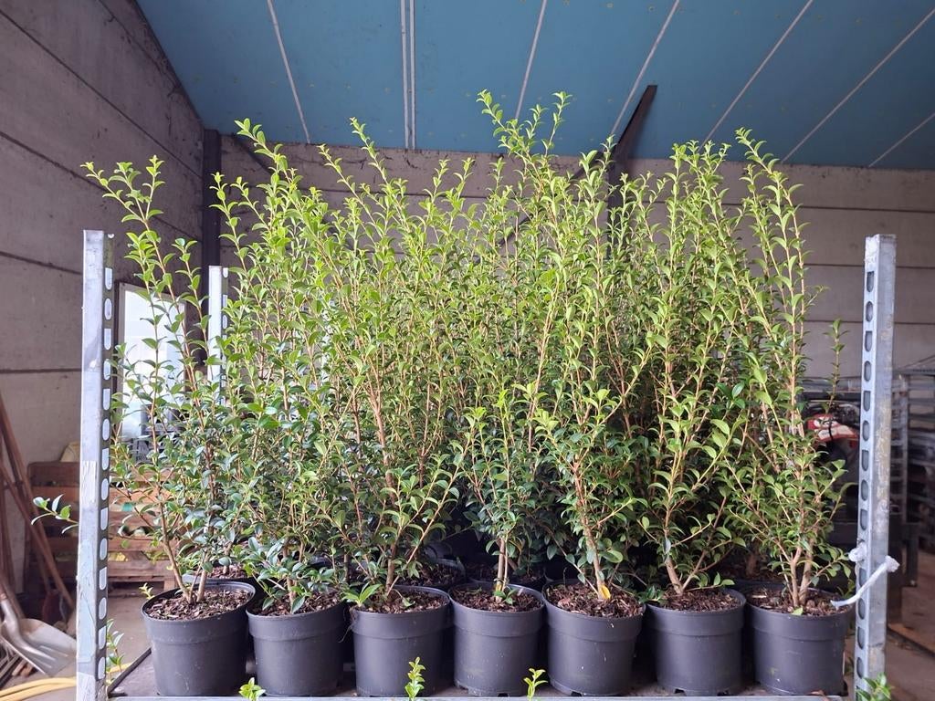 ‼️osmanthus Burkwoodii aan promoprijzen ‼️, Jardin & Terrasse, Enlèvement