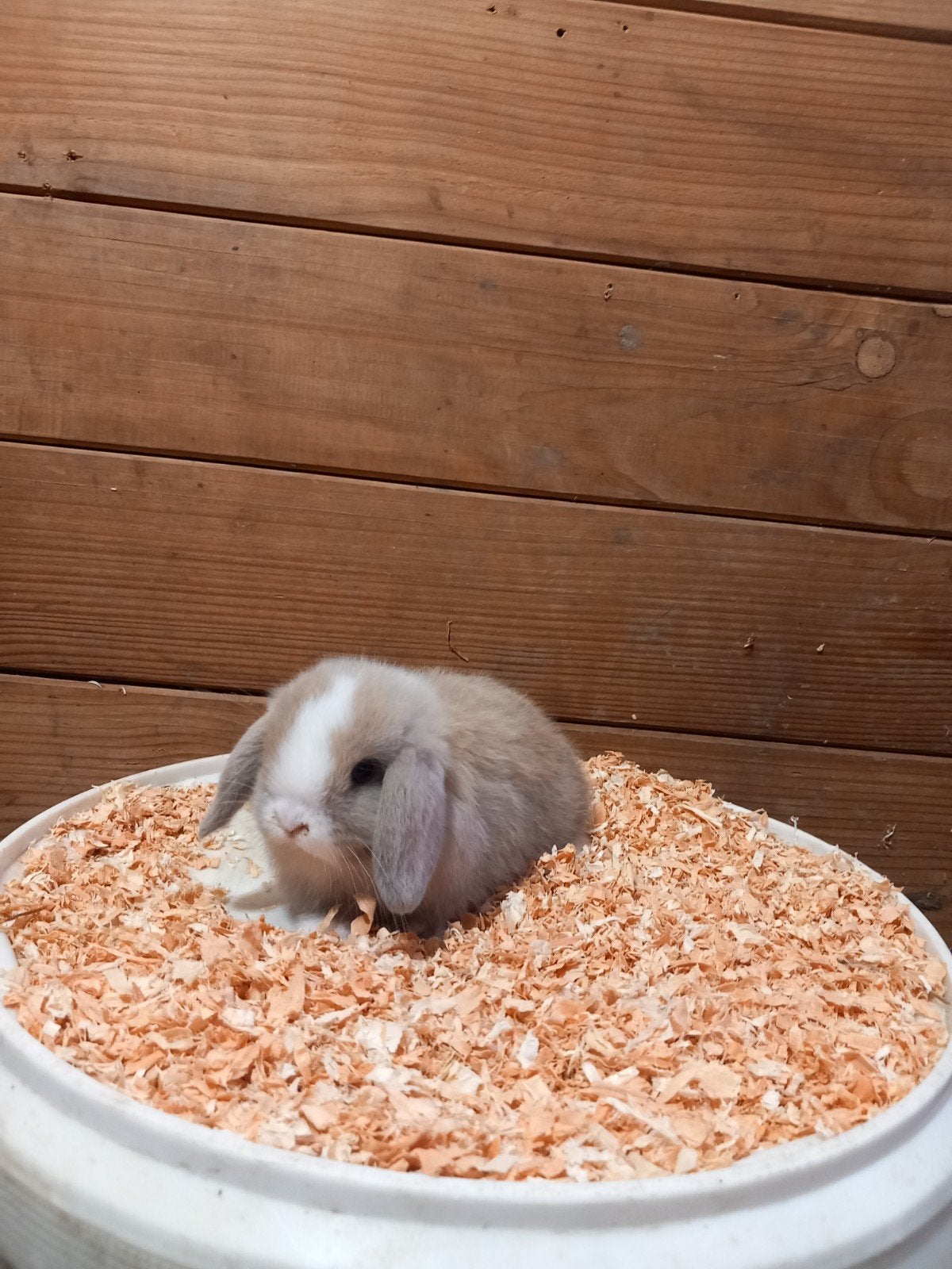 minilop rammelaartje, Dieren en Toebehoren, Mannelijk, Klein, Hangoor, 0 tot 2 jaar