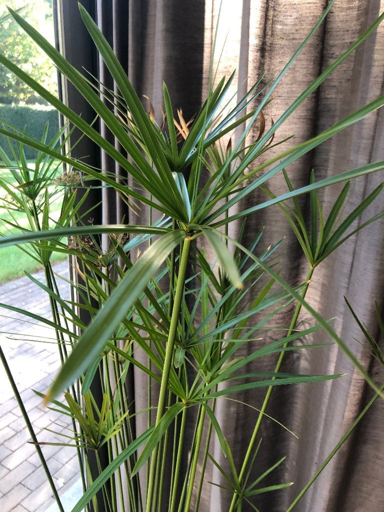 exotische papyrus kamerplant plant, Ophalen, In pot, 150 tot 200 cm