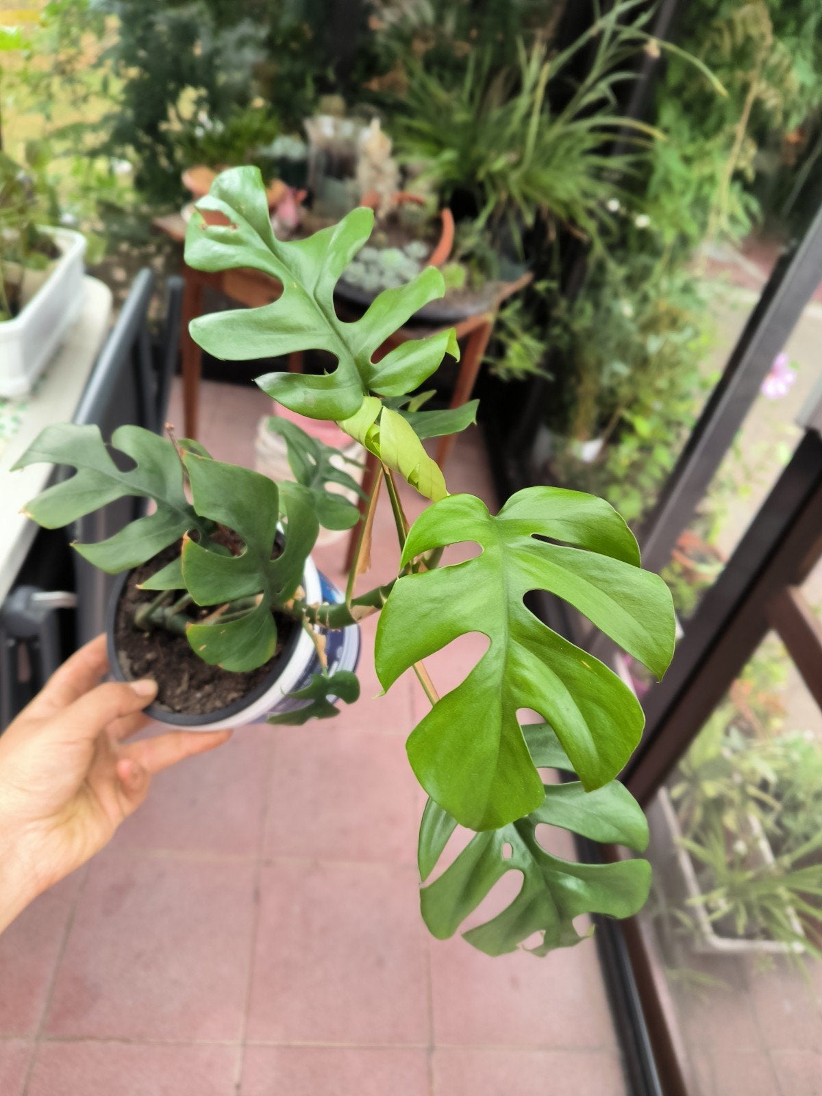 monstera minima kamerplant, Huis en Inrichting, Kamerplanten, Groene kamerplant, Ophalen, Overige soorten, Halfschaduw