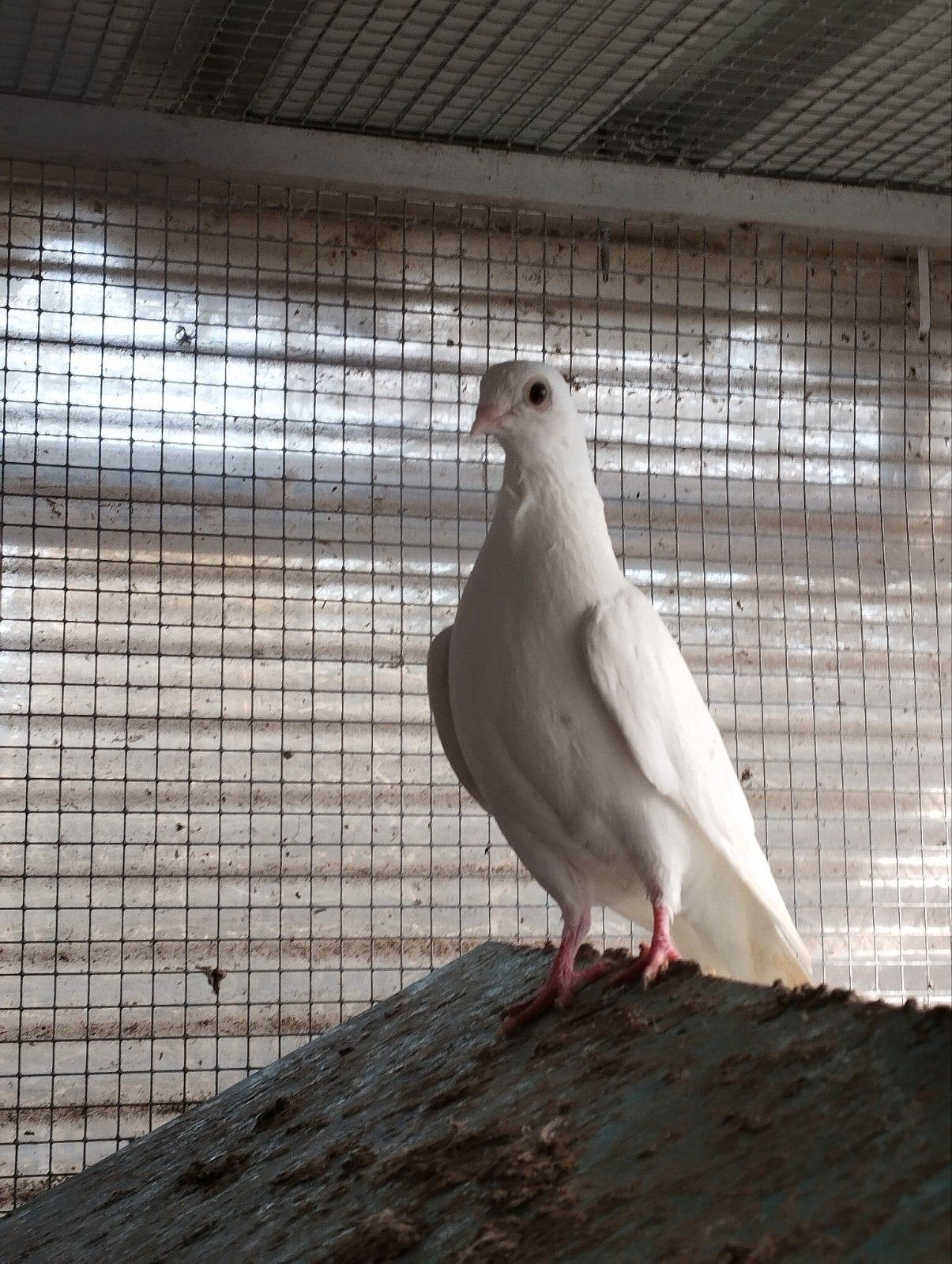 figurita duifjes, Dieren en Toebehoren, Vogels | Duiven