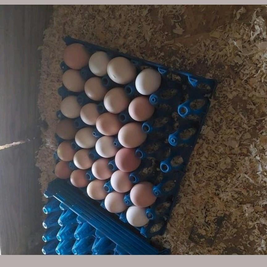 Oeufs de poules fécondés, Enlèvement ou Envoi