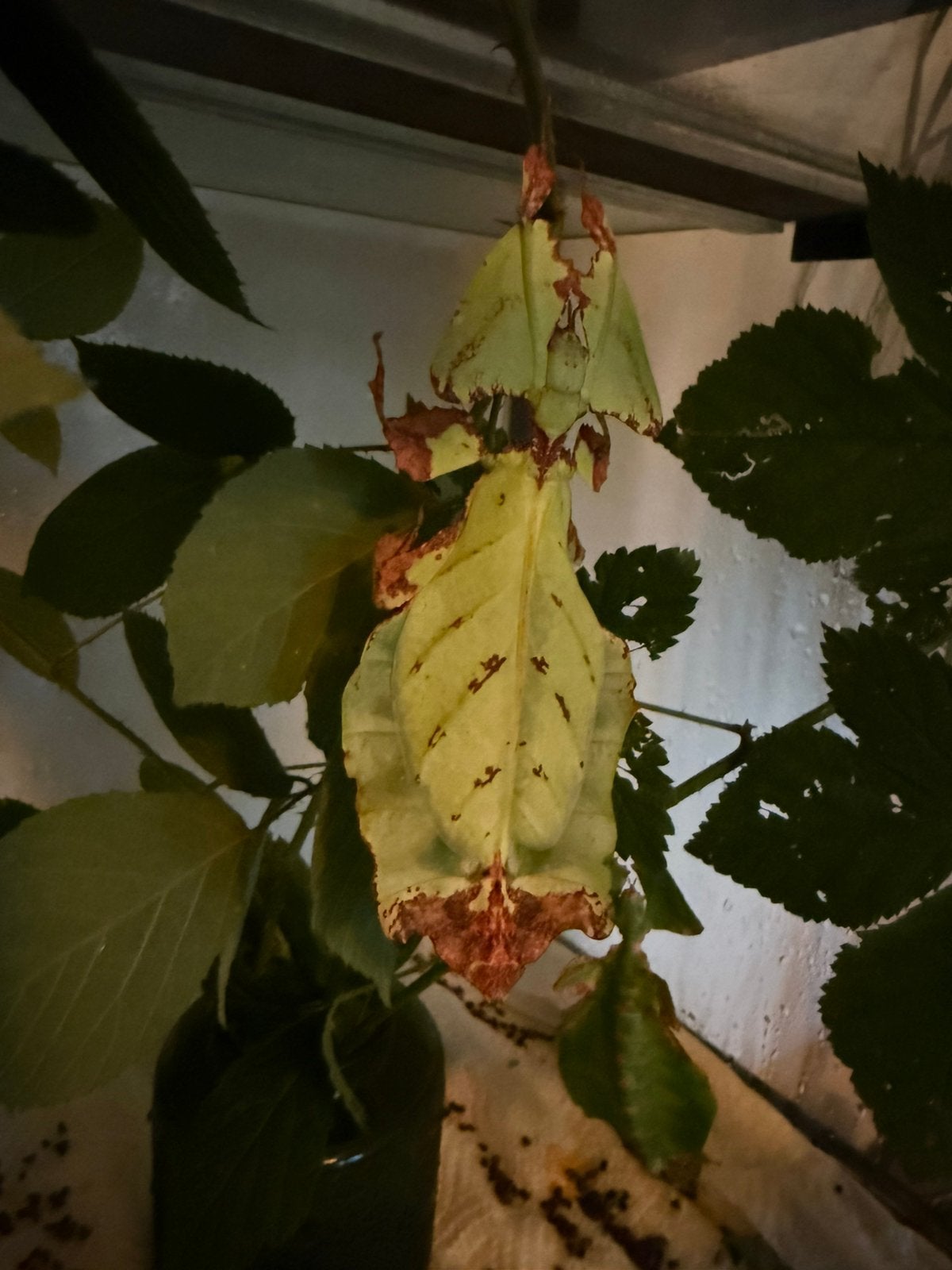 Pulchriphyllium giganteum, Dieren en Toebehoren