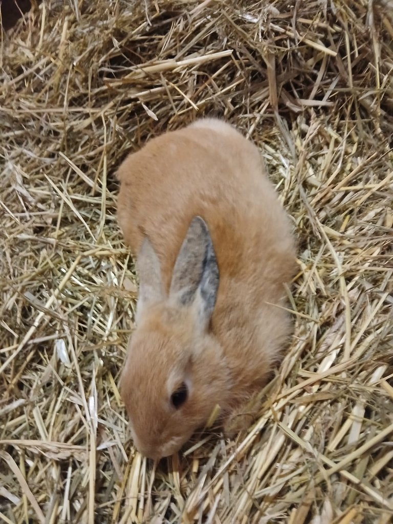 Konijnen, Dieren en Toebehoren, Meerdere dieren, Dwerg, 0 tot 2 jaar