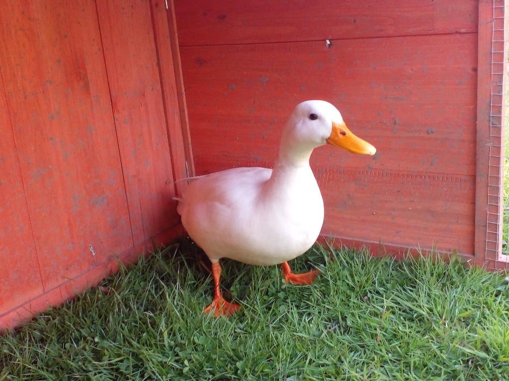 Mooi wit eendje, Animaux & Accessoires, Volatiles, Mâle, Canard