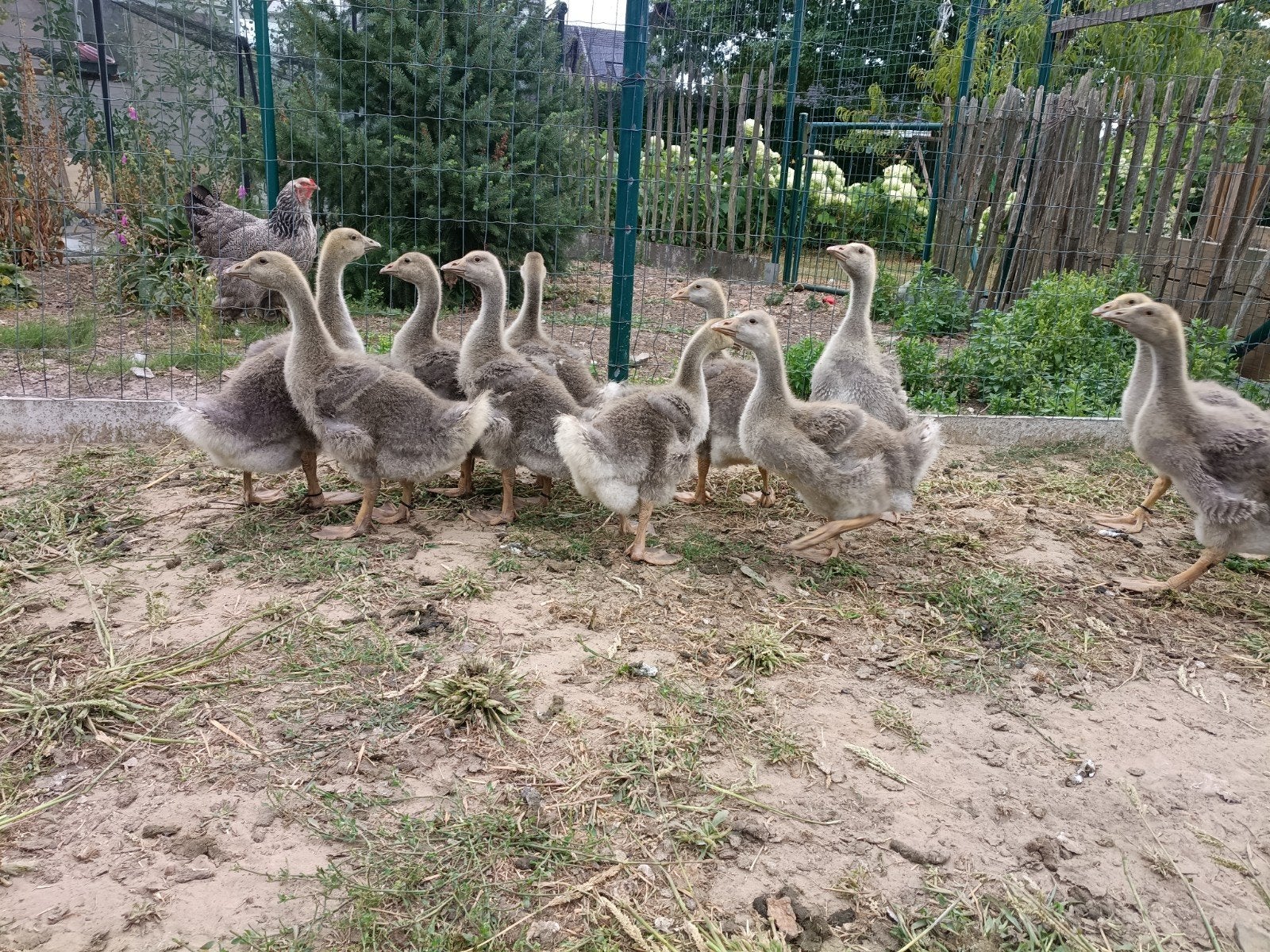 Toulouse ganzen, Dieren en Toebehoren, Pluimvee, Geslacht onbekend