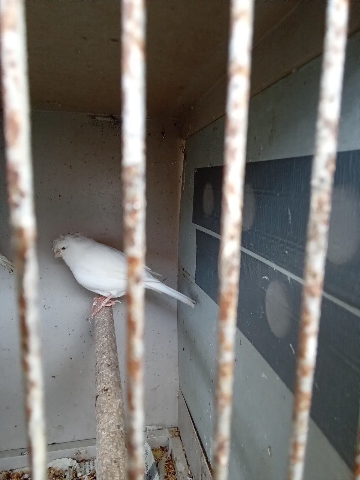 Gloster, Dieren en Toebehoren
