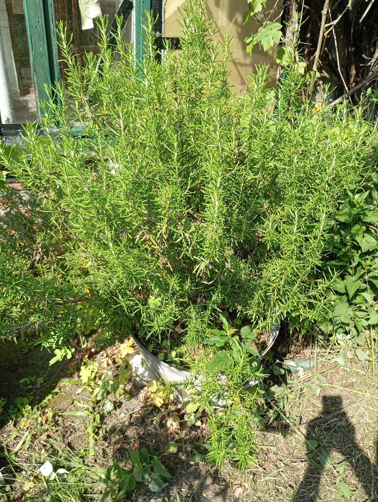 Prachtige rozemarijn struik, Tuin en Terras, Planten | Tuinplanten, Ophalen