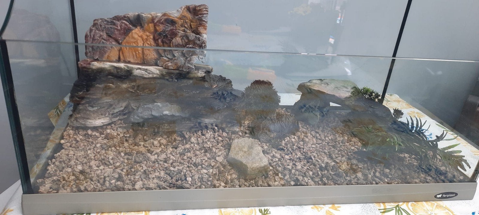 Terrarium voor schildpad., Dieren en Toebehoren, Reptielen en Amfibieën