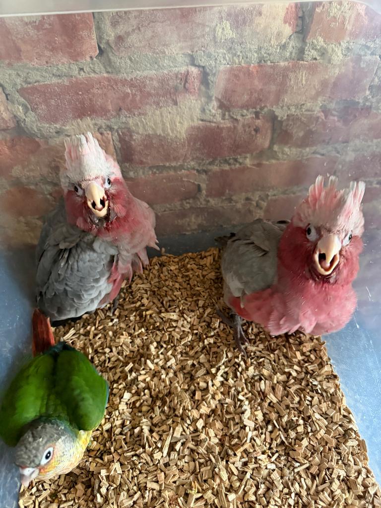 Rosé kaketoe handtam, Dieren en Toebehoren, Papegaai, Geringd