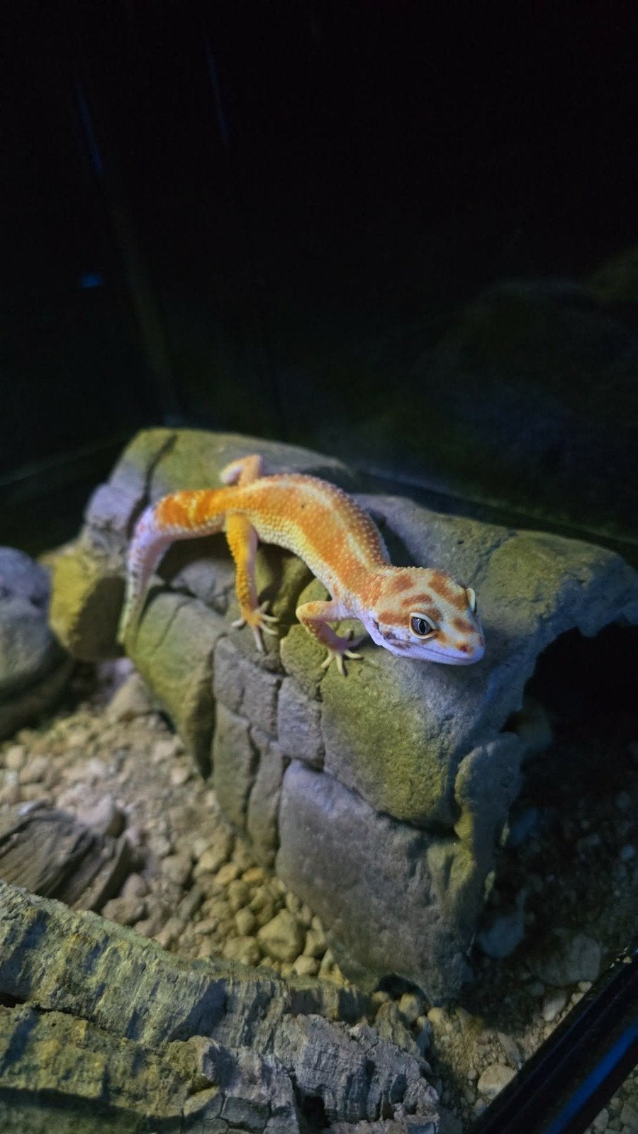 Luipaardgekko, Hagedis, Tam, 0 tot 2 jaar