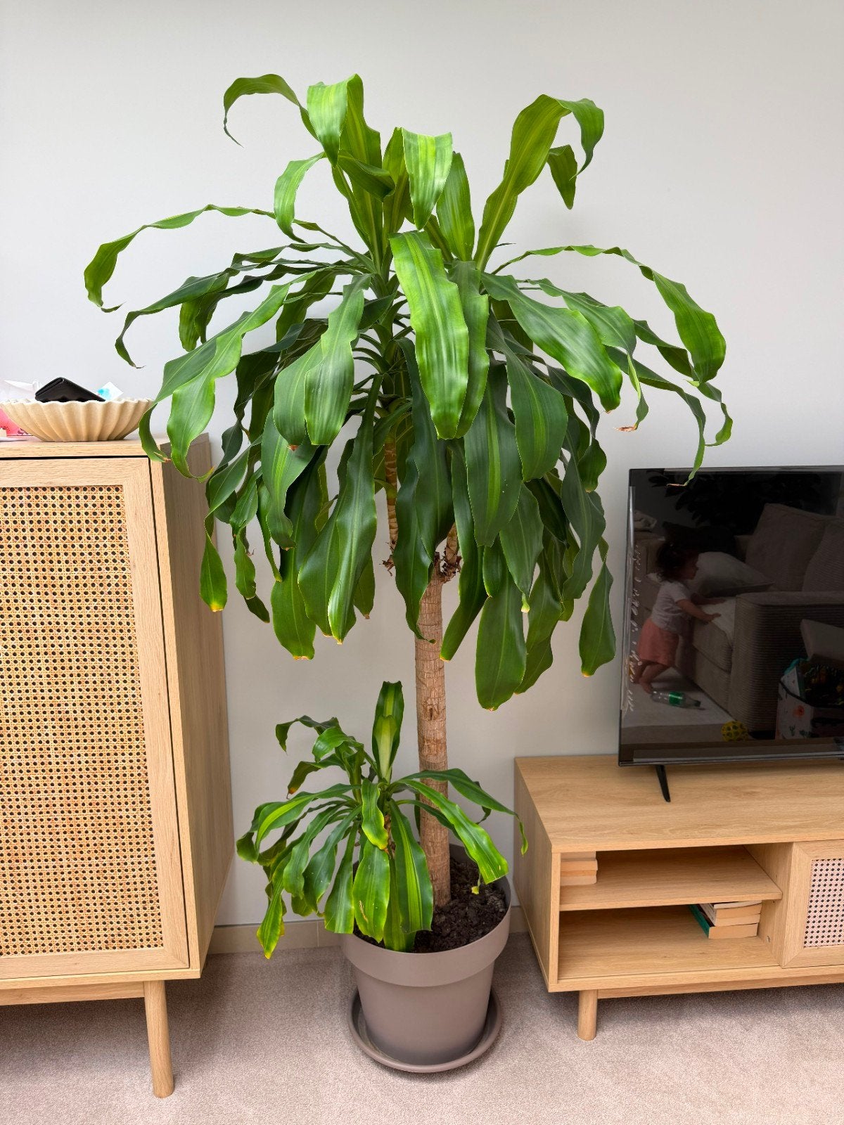 Grote Plantes, Maison & Meubles, Plantes d'intérieur, Enlèvement