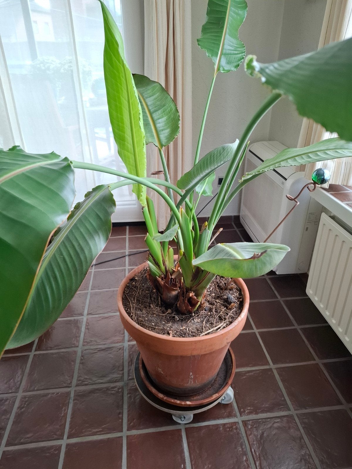 grote paradijsvogelplant, Maison & Meubles, Plante à fleurs, Enlèvement, En pot, 100 à 150 cm