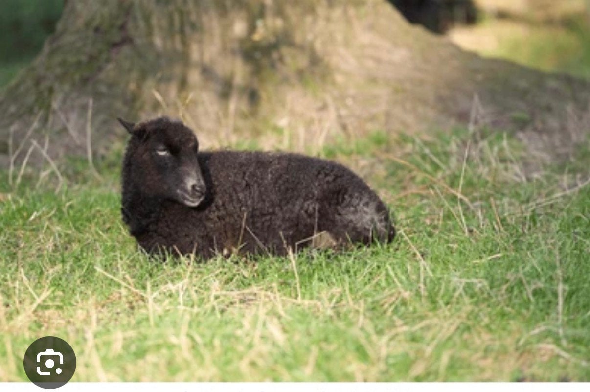 twee mooie ouessant ooitjes te koop, Dieren en Toebehoren, Vrouwelijk, Schaap, 0 tot 2 jaar